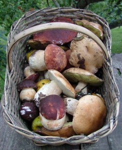 risotto ai Porcini