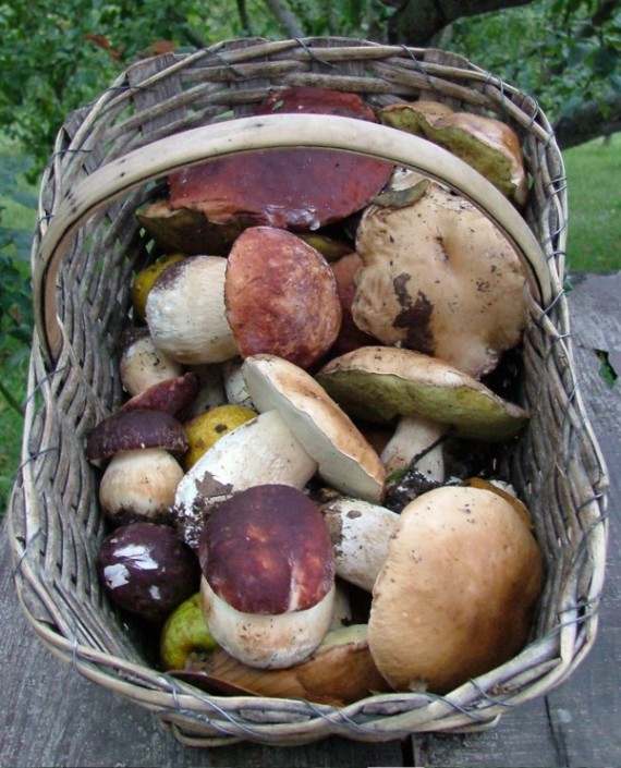 Risotto ai Porcini Cooking in Toscana