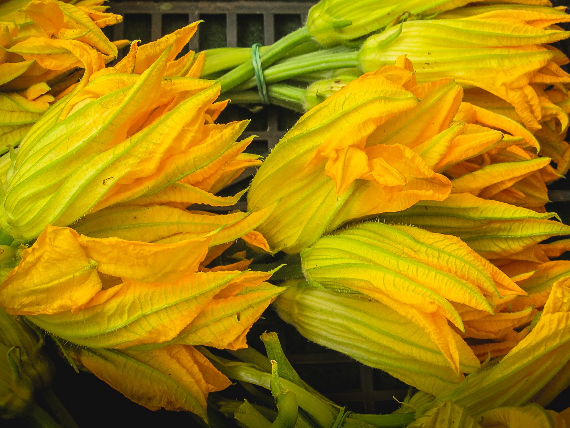 fiori_zucca