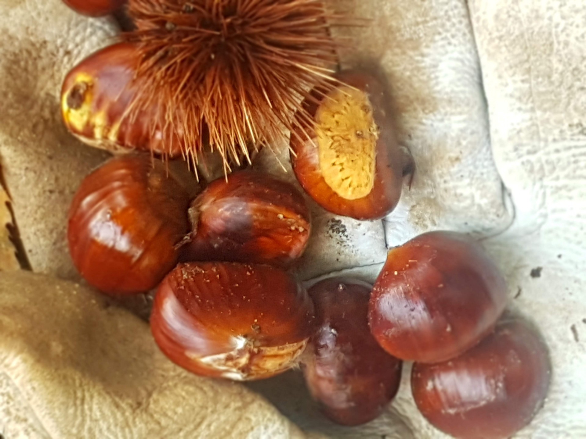 chestnutswood